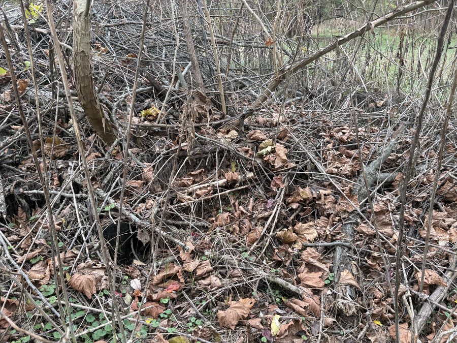 Yard debris removal before in Palmyra VA — Albemarle Moving